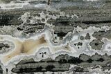 Polished Orbicular Ocean Jasper Slab - Madagascar #379333-1